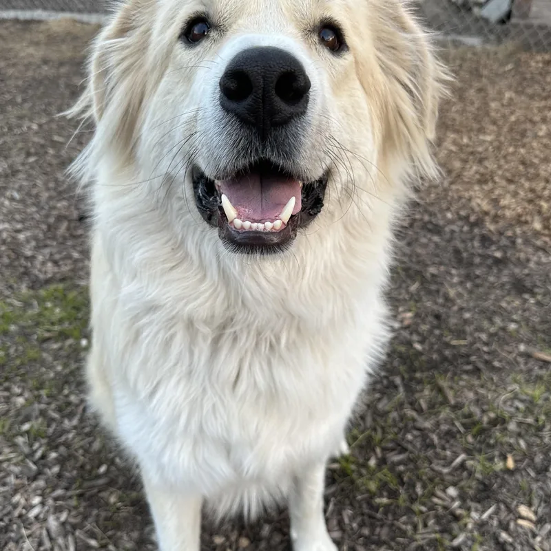 An adult large-sized male White / Cream Great Pyrenees dog named Leo for adoption in Pacific, MO