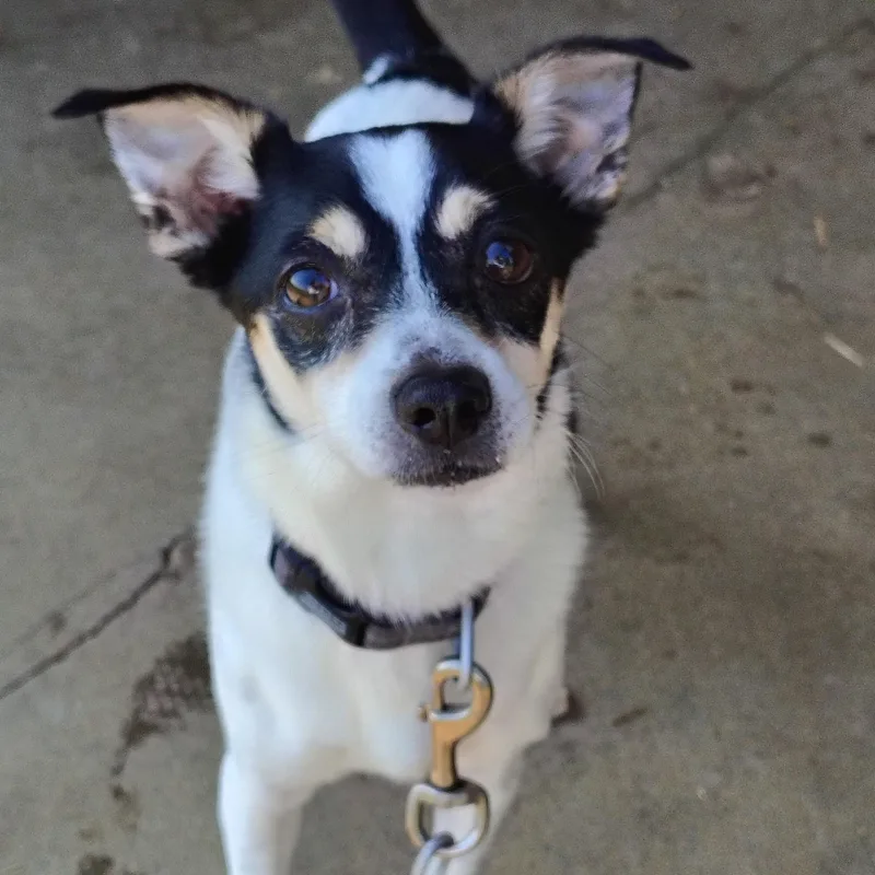 Domino