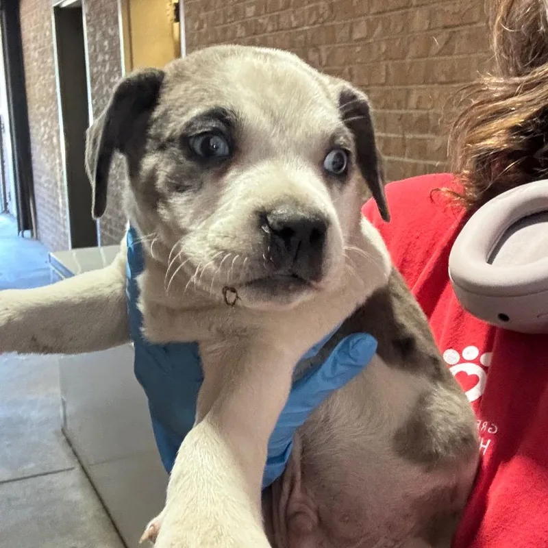 A baby small-sized male White / Cream Pit Bull Terrier dog named Jeepers for adoption in Birmingham, AL