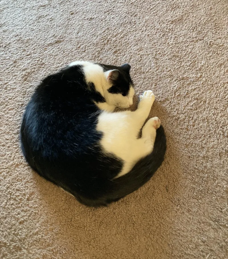 Fred  Courtesy Listing