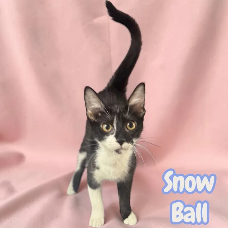 A baby medium-sized female Domestic Short Hair cat named Snow Ball for adoption in Sorrento, LA