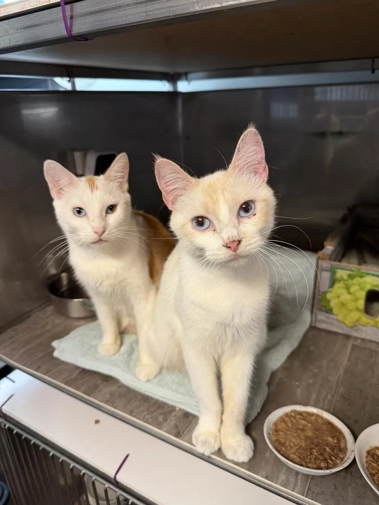 An adult medium-sized female Orange & White Domestic Short Hair cat named Boo for adoption in Omaha, NE