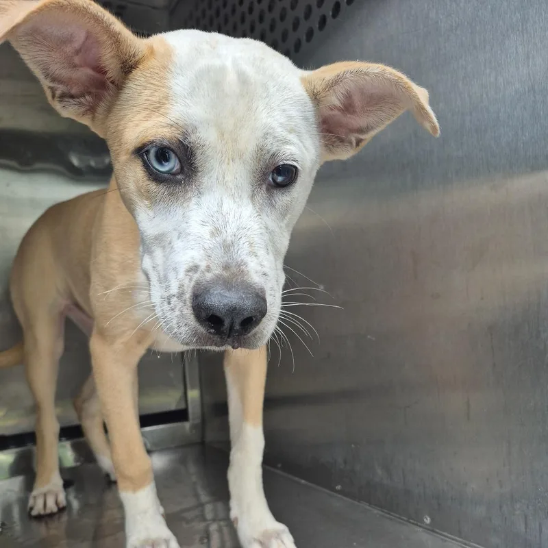 A young medium-sized female Yellow / Tan / Blond / Fawn Mixed Breed dog named Pomni for adoption in Columbus, GA