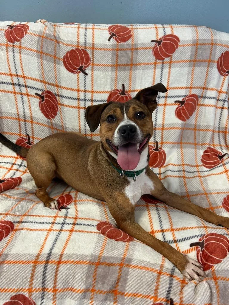 A young medium-sized male Mixed Breed dog named Scooter for adoption in Marion, OH