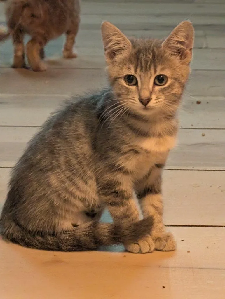 A baby medium-sized male Domestic Short Hair cat named Cosmo for adoption in Fort Oglethorpe, GA
