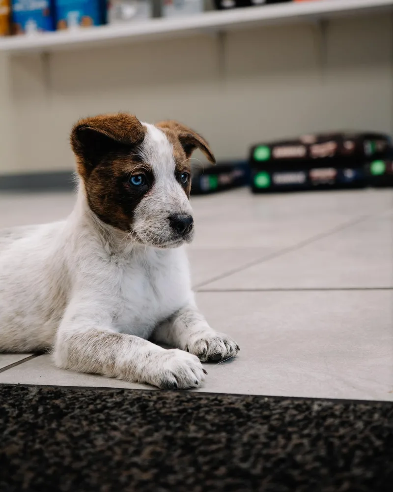 Daffodil thumbnail 2