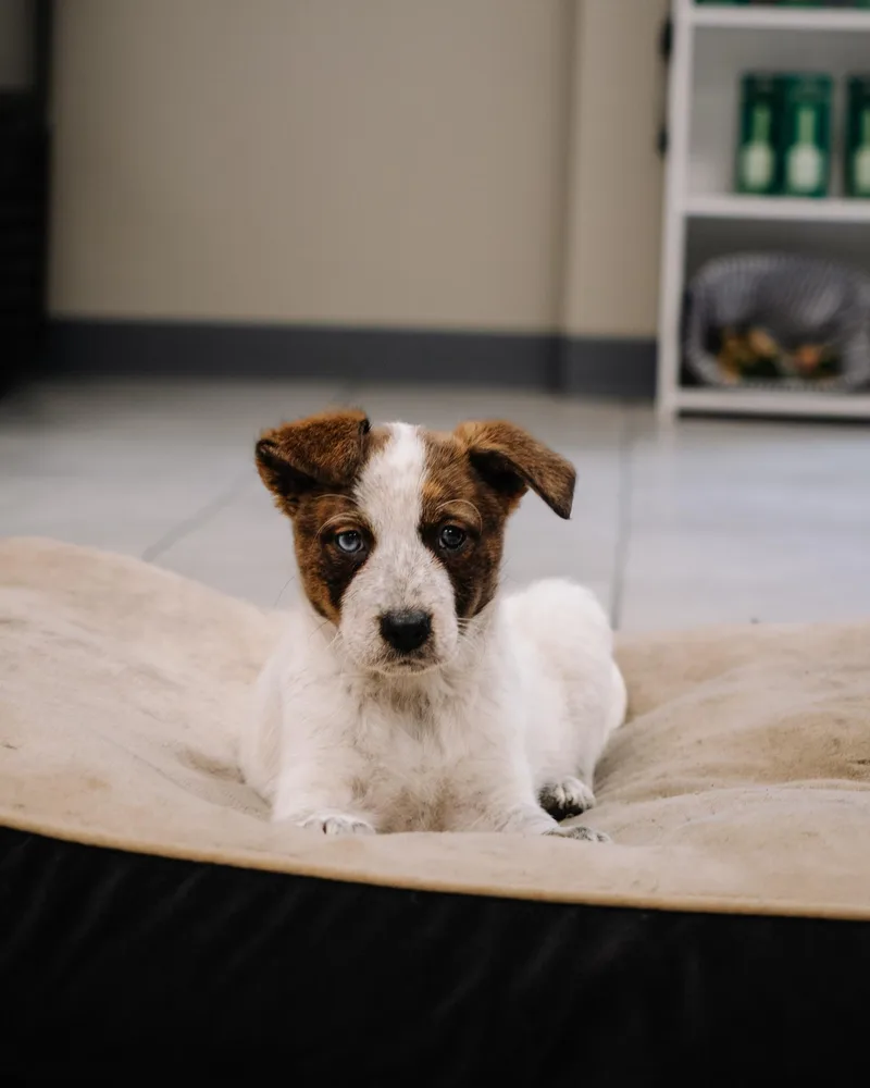 Daffodil thumbnail 3