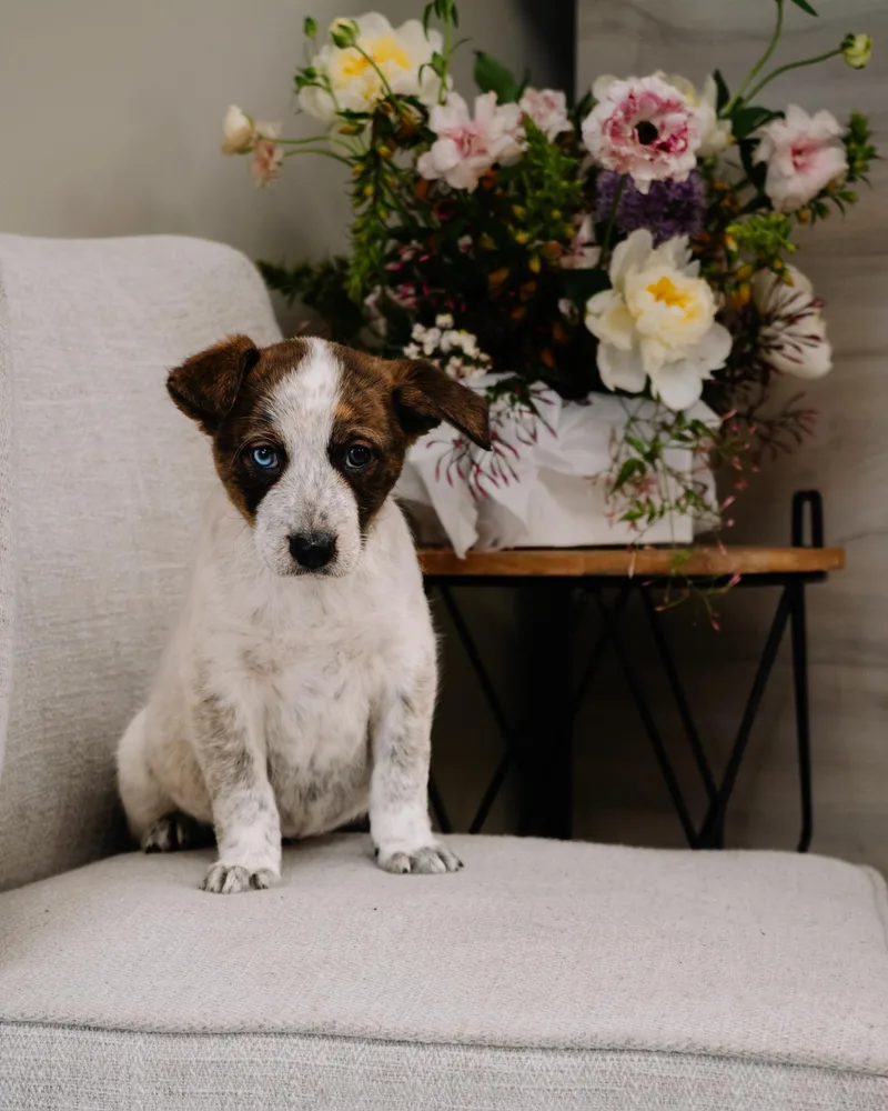 Daffodil thumbnail 4