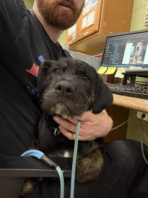 A baby small-sized female Irish Terrier dog named Renee for adoption in Indianapolis, IN