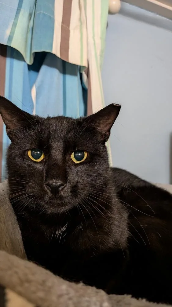 An adult medium-sized male Black Domestic Short Hair cat named Nori for adoption in Duxbury, MA