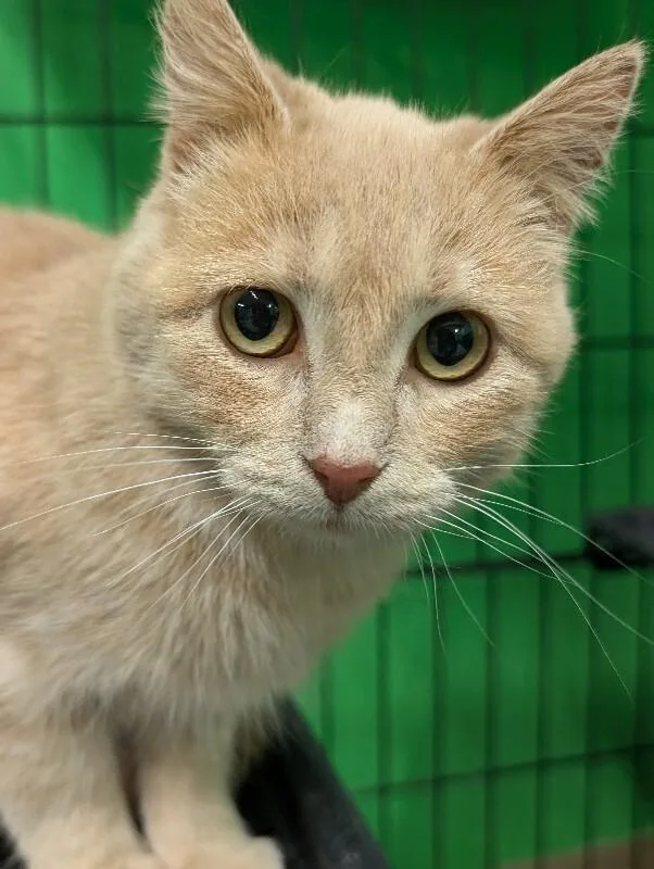 A young medium-sized female Orange / Red Domestic Short Hair cat named Caitria for adoption in Adrian, MI