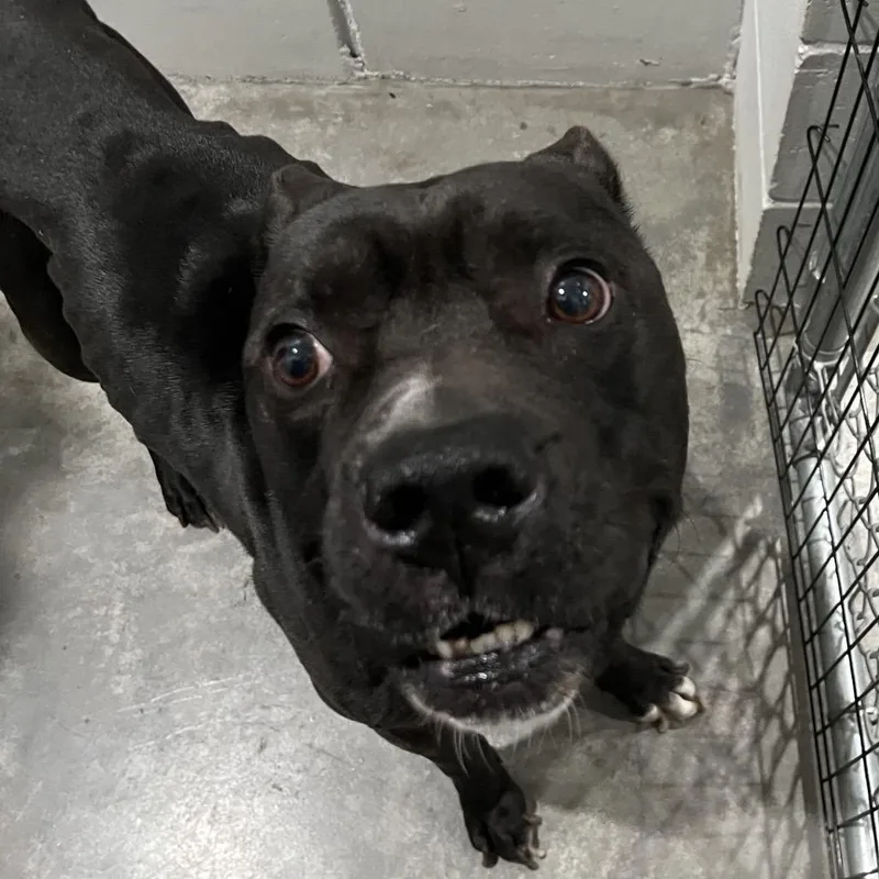 An adult medium-sized male American Bully dog named Gator for adoption in Richmond Hill, GA