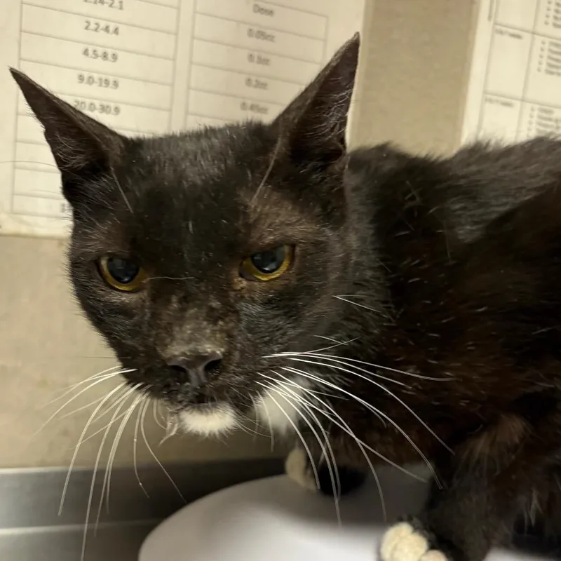 An adult medium-sized male Black Domestic Short Hair cat named Sylvester for adoption in Yuma, AZ