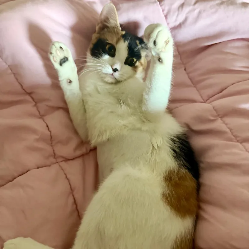 An adult medium-sized female Tortoiseshell Domestic Short Hair cat named Pheobe for adoption in Middle Village, NY