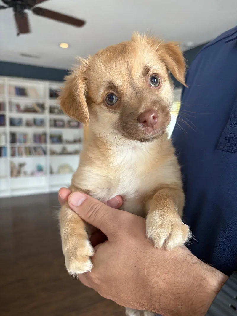 A baby medium-sized male Chihuahua dog named Scooby for adoption in McKinney, TX