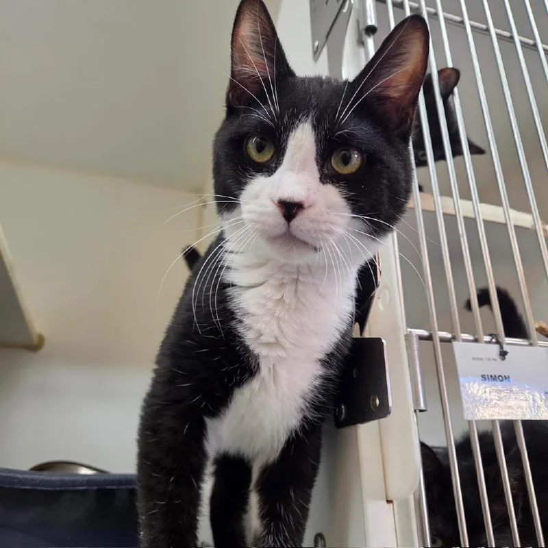 A young medium-sized male Black Domestic Short Hair cat named Blake for adoption in Los Angeles, CA