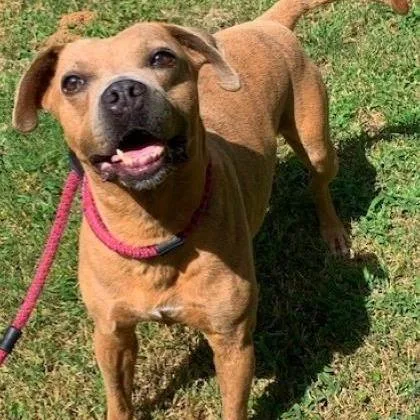 A senior medium-sized male Yellow / Tan / Blond / Fawn Pit Bull Terrier dog named Chong for adoption in Tyler, TX