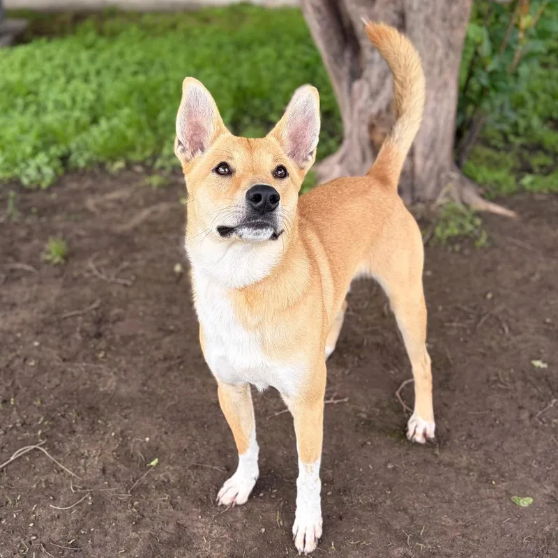An adult medium-sized male Brown / Chocolate Husky dog named Finn for adoption in Bastrop, TX