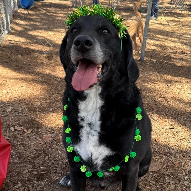 An adult large-sized male Plott Hound dog named Major for adoption in St. Augustine, FL