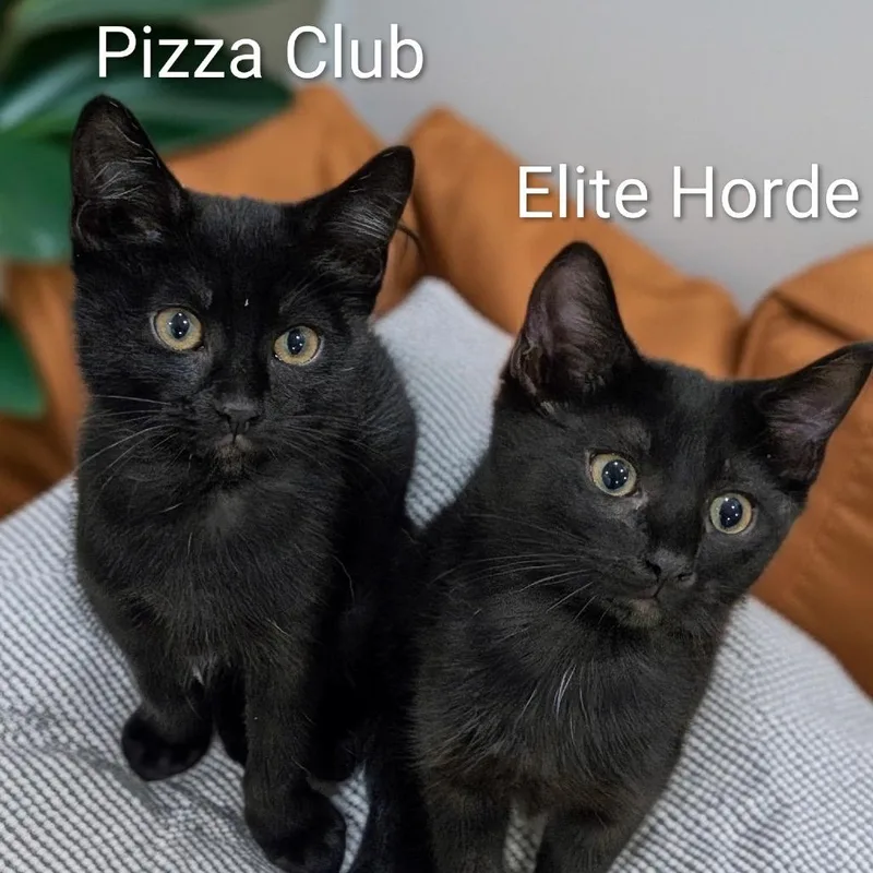 Pizza Club