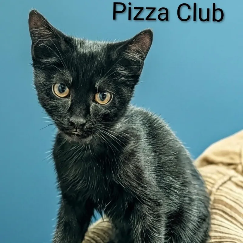 Pizza Club thumbnail 2