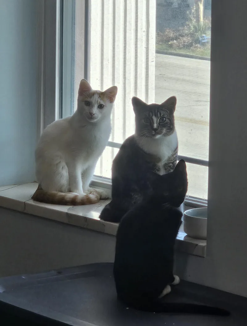 Ben Affleck thumbnail 2