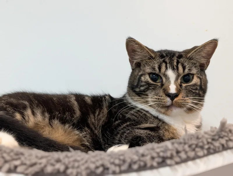 Ben Affleck thumbnail 5