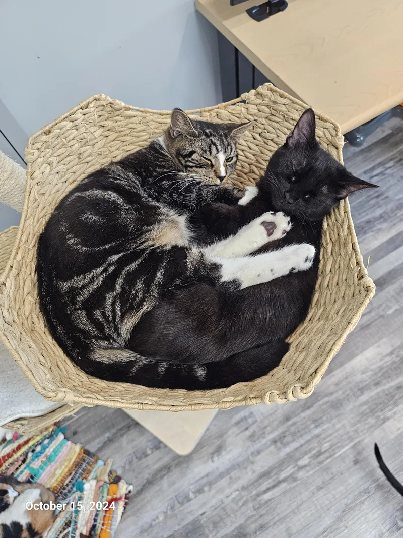 Ben Affleck thumbnail 6