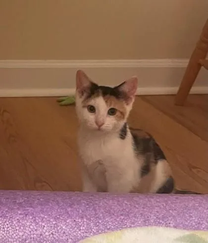 A young small-sized female Domestic Short Hair cat named B Reese Pieces PetSmart for adoption in North Charleston, SC