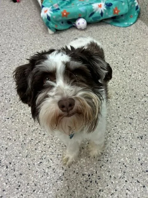 A young small-sized male Schnauzer dog named Walter for adoption in Brighton, CO