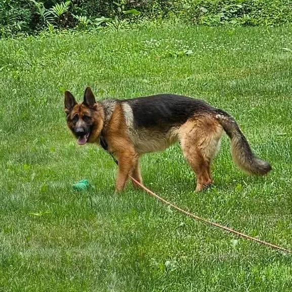 A young large-sized male German Shepherd Dog dog named Jarvis for adoption in New Rochelle, NY
