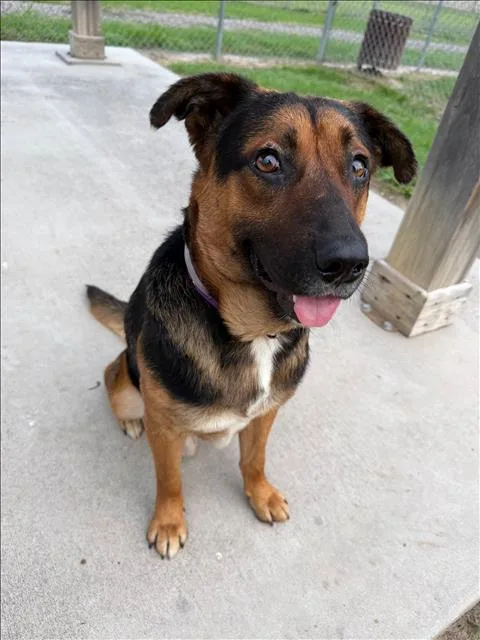 An adult medium-sized male German Shepherd Dog dog named Little Boy for adoption in Conroe, TX