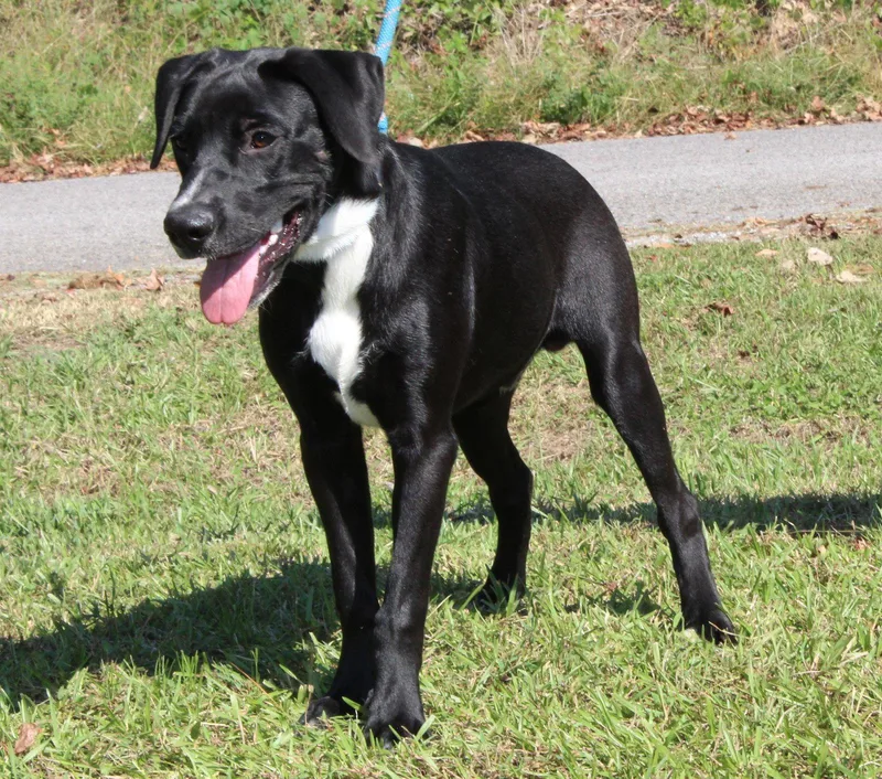 A young large-sized male Labrador Retriever dog named Gunner for adoption in Prattville, AL