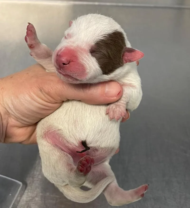 A baby small-sized male Mixed Breed dog named Lulu Pup for adoption in Henderson, NC