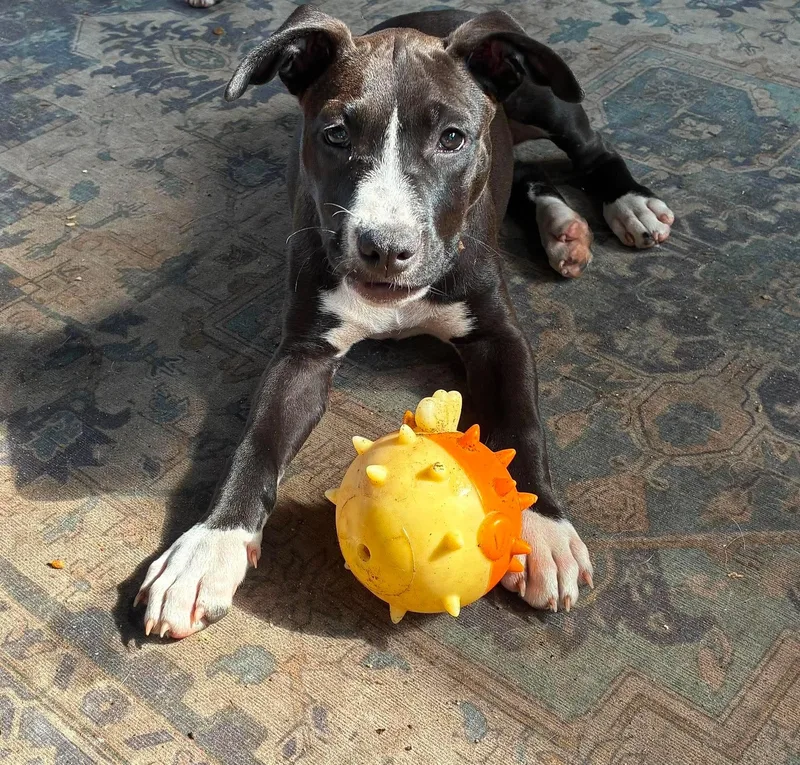 A young medium-sized female Black Labrador Retriever dog named Maggie May for adoption in Myrtle Beach, SC