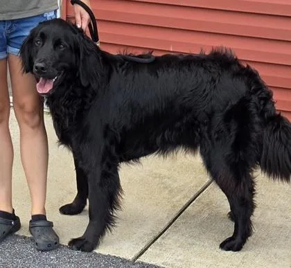 A baby large-sized male Bernese Mountain Dog dog named Linus for adoption in Malvern, PA