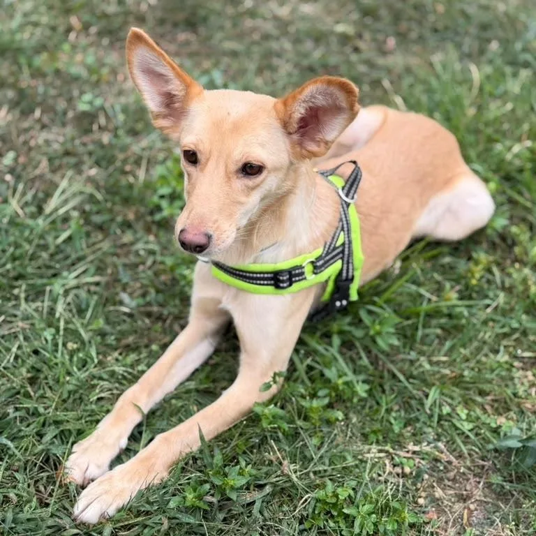 A young small-sized female Shepherd dog named Belka for adoption in DANVERS, MA