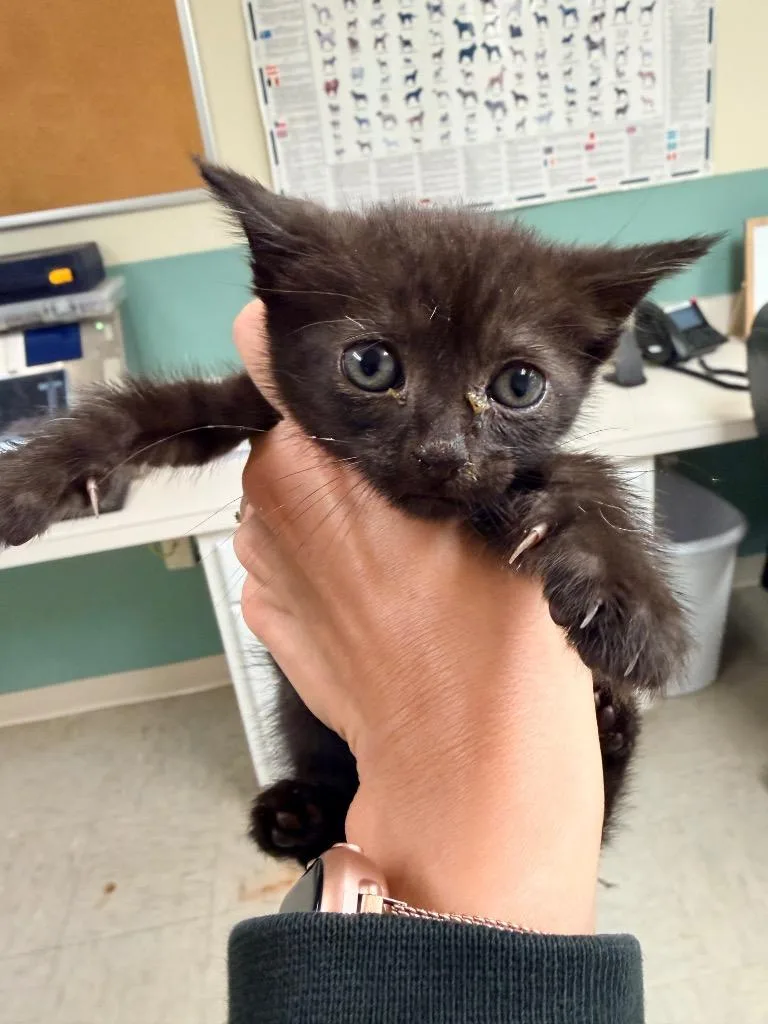 A baby small-sized female Domestic Short Hair cat named Binxy for adoption in Mineral, VA