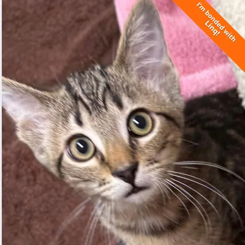 A baby small-sized male Brown / Chocolate Domestic Short Hair cat named Xina for adoption in Pleasant Hill, CA