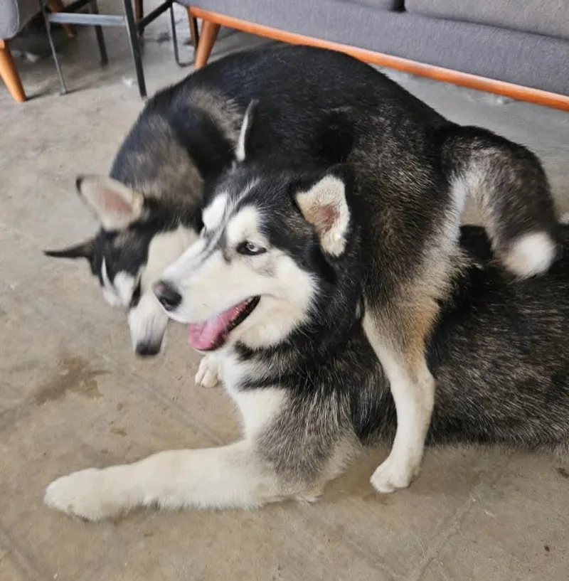 Young Nala thumbnail 2