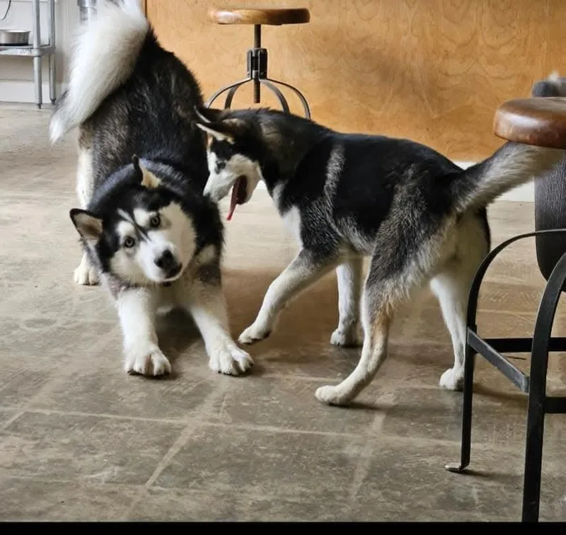 Young Nala thumbnail 3