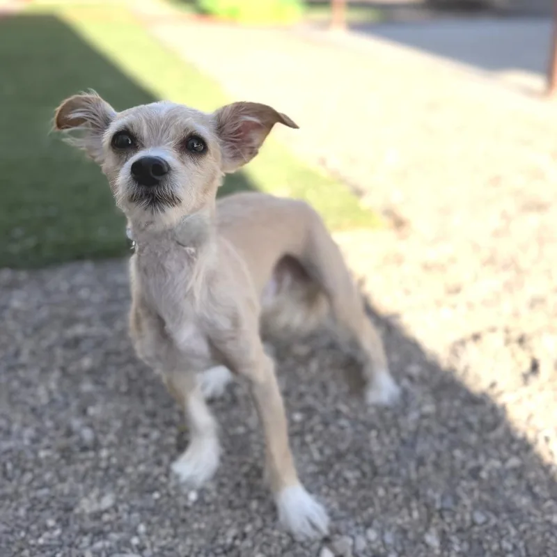Dog