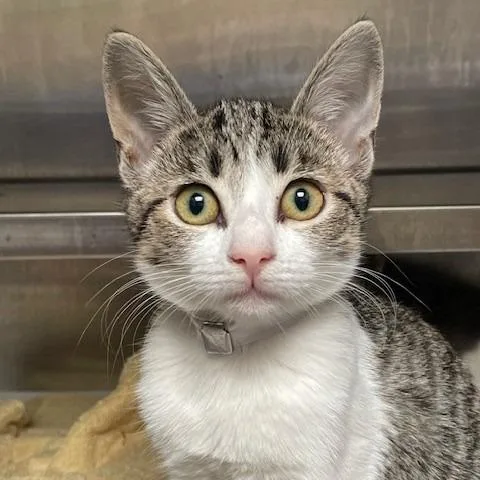 A baby small-sized female White Domestic Short Hair cat named Mountain Dew for adoption in Long Beach, CA