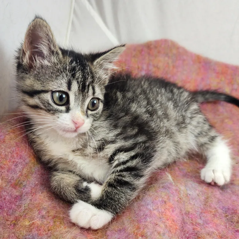 A baby small-sized female Tabby (Gray / Blue / Silver) Domestic Short Hair cat named Naomi for adoption in New York, NY
