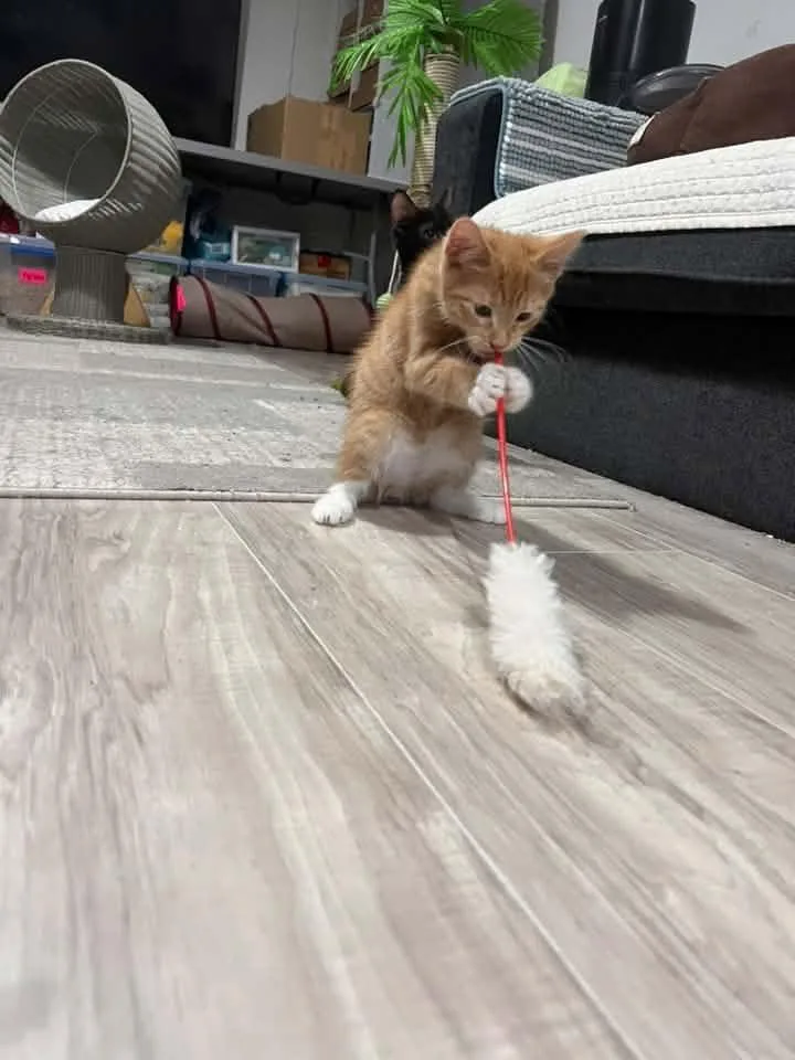 A baby medium-sized male Tabby (Orange / Red) Domestic Short Hair cat named Prince for adoption in Cleveland, OH