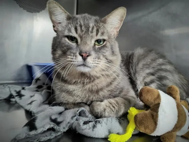 A young medium-sized male Domestic Long Hair cat named Jimothy for adoption in Albuquerque, NM