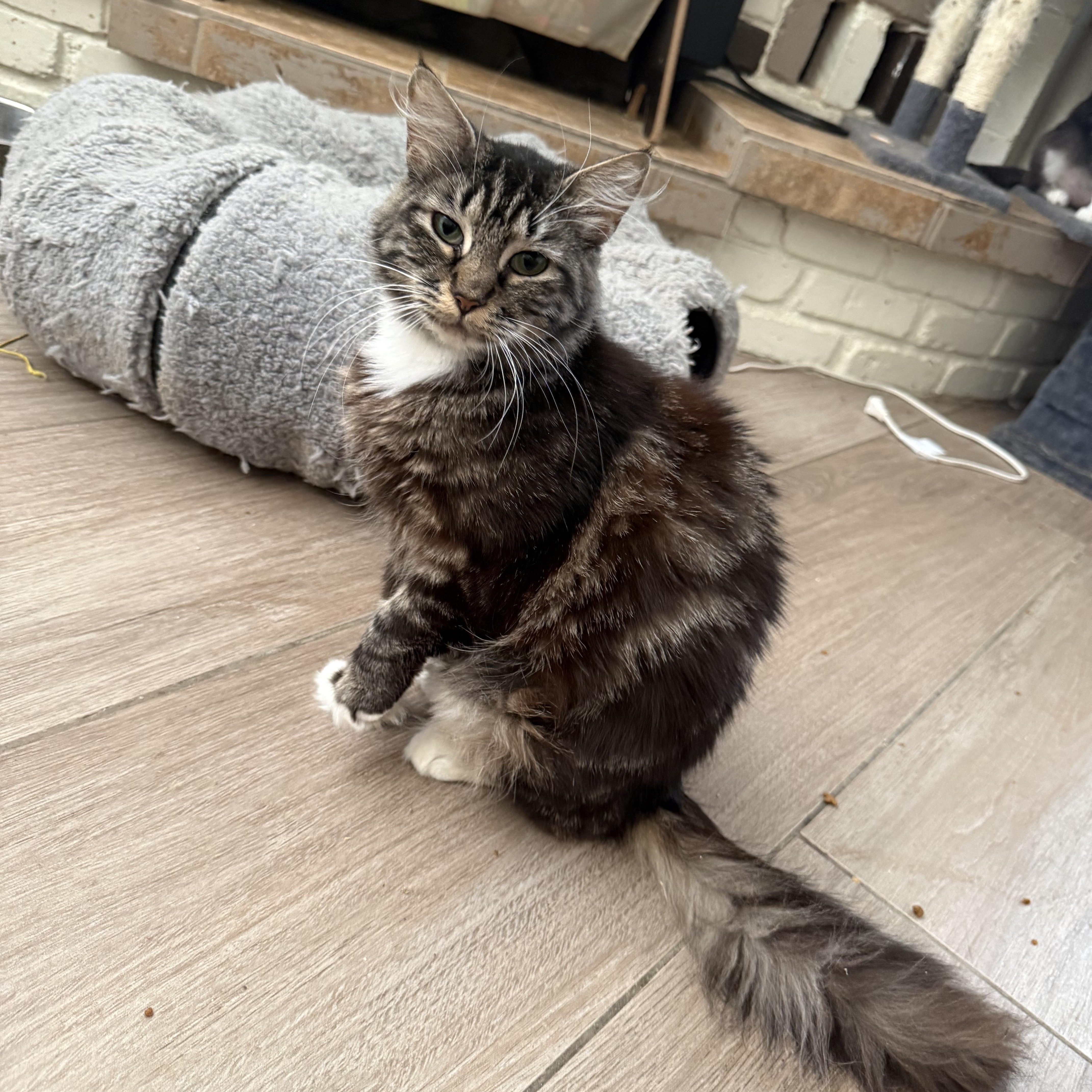An adult large-sized female Tabby (Brown / Chocolate) Maine Coon cat named Boots with the Fur for adoption in Fresno, CA