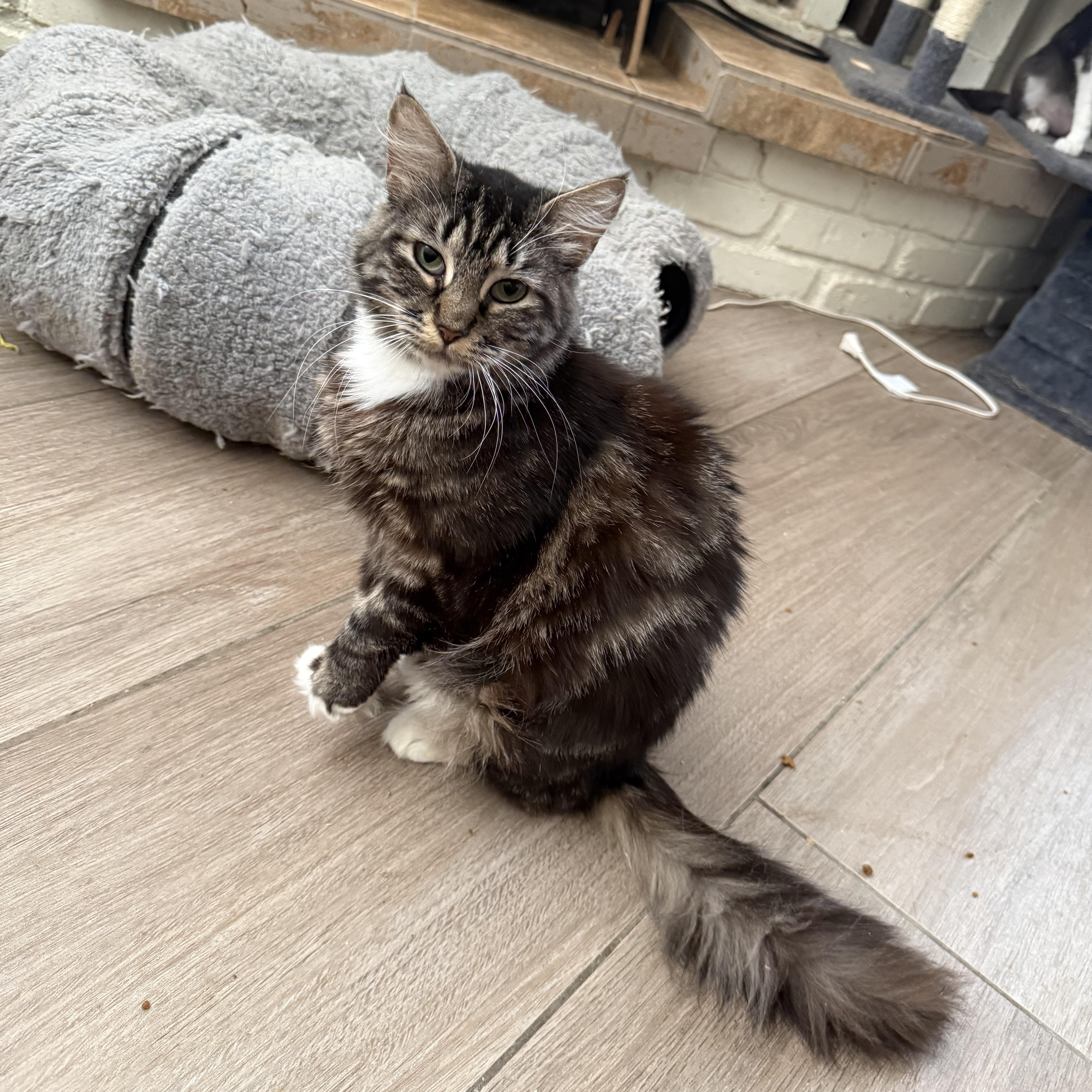 Boots with the Fur thumbnail 3