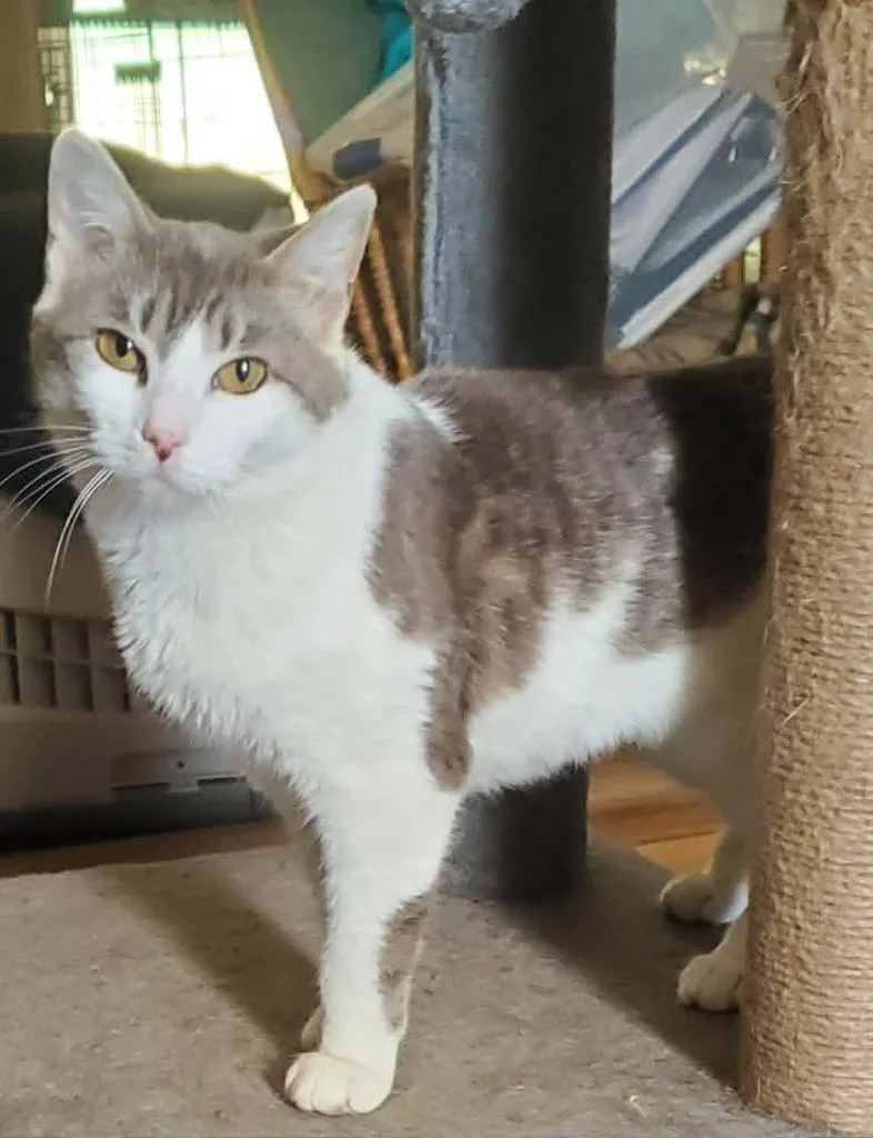 A young small-sized female Domestic Short Hair cat named Bicycle for adoption in Gorham, ME