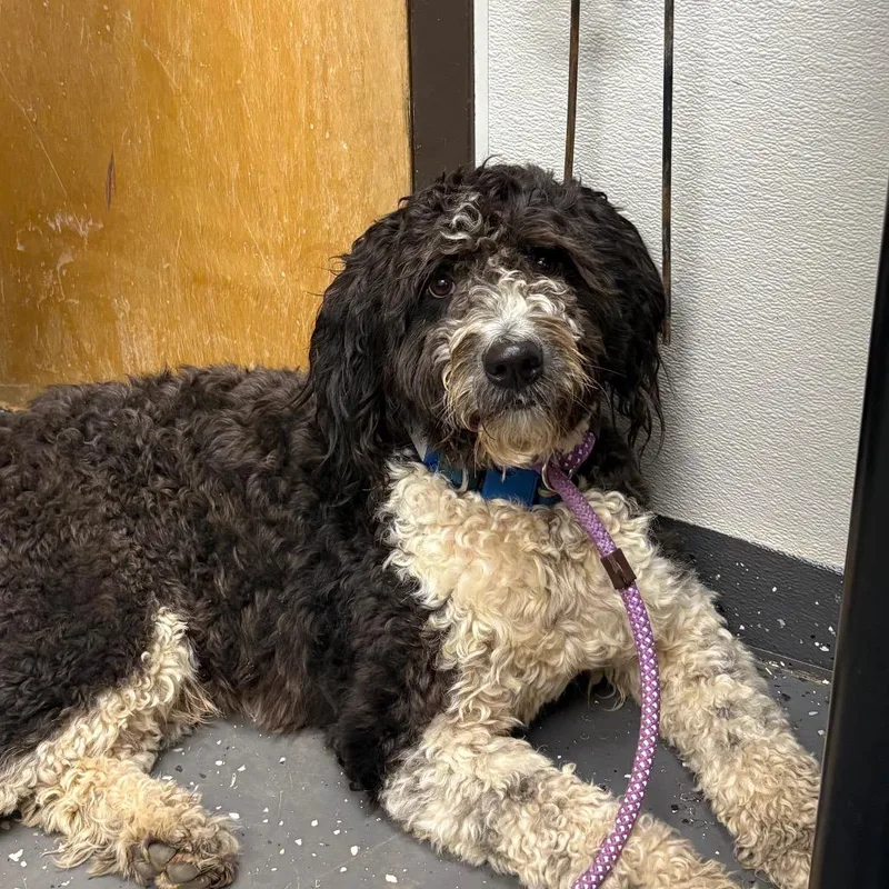 An adult medium-sized male Black Mixed Breed dog named Bentley for adoption in Columbiana, AL